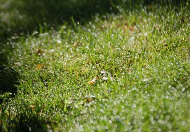 Effiziente sommerliche Gartenbewässerung