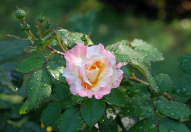 Regentonnen zur Gartenbewässerung